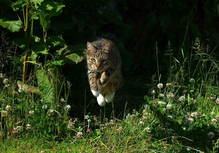 The Leaping Cat