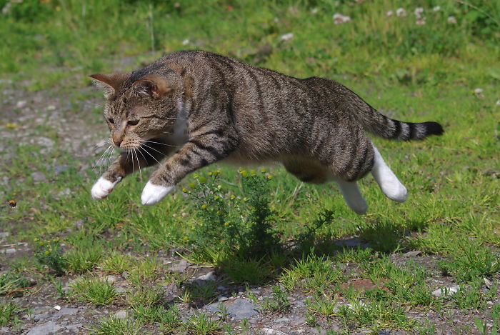 The Bee-Chasing Cat