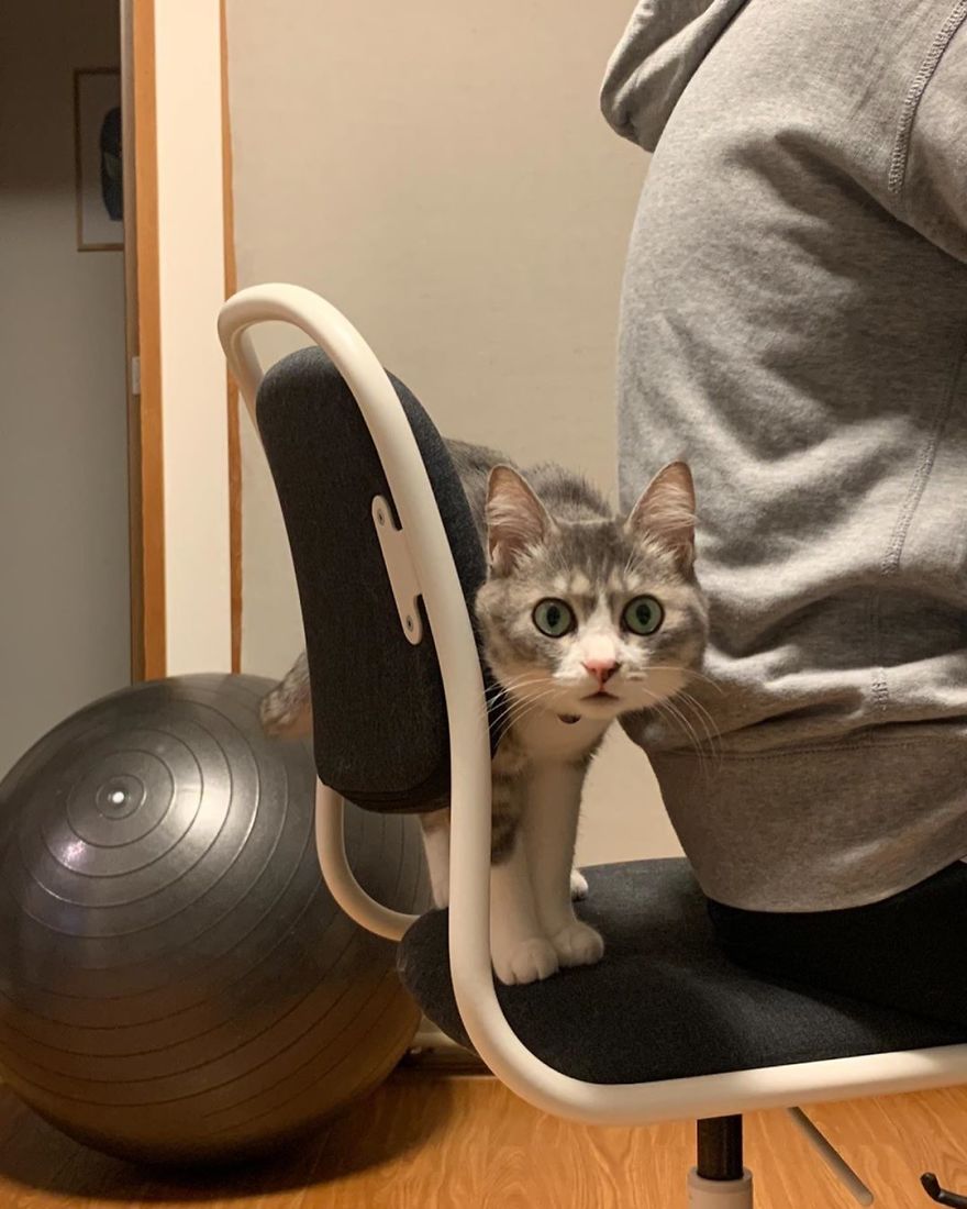This Funny Cat Takes Over Twitter By Trying To Prevent Her Owner From Sitting On Her Chair