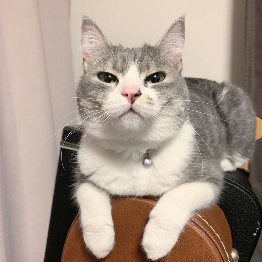 This Funny Cat Takes Over Twitter By Trying To Prevent Her Owner From Sitting On Her Chair