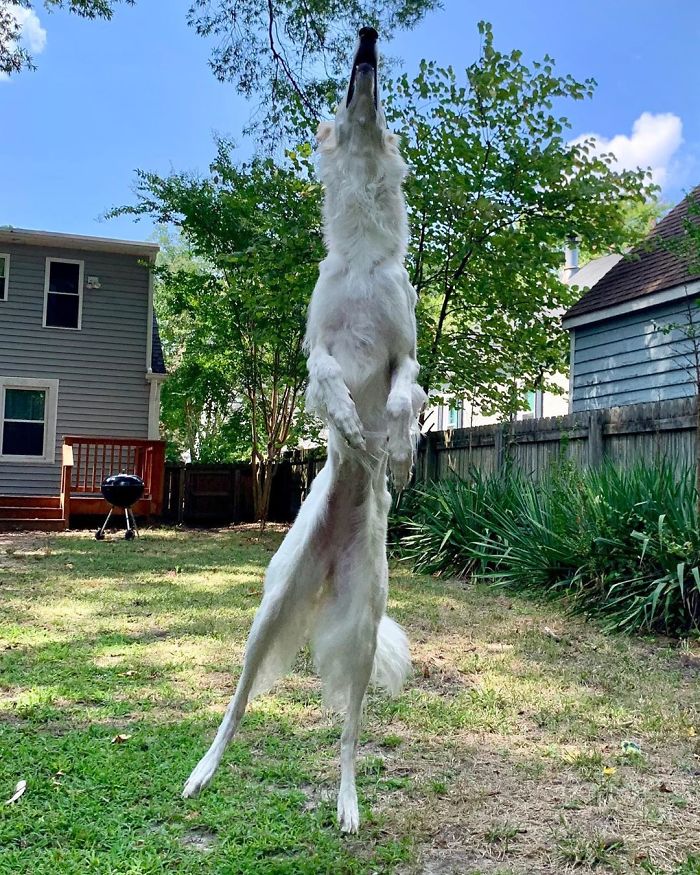 Internet Adores This Very Long Dog With Even Longer 12.2-Inch Snout (30 Pics)