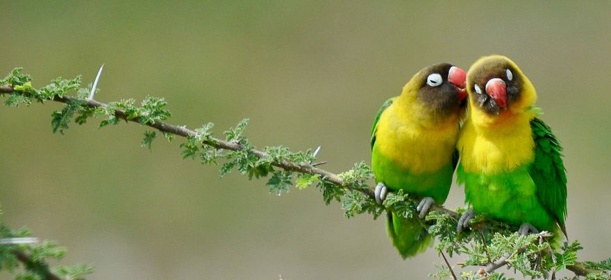 "True Name." Yellow Collared Lovebirds, Tarangire National Park, Tanzania