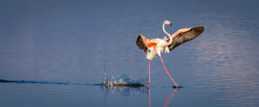 "Walk On Water." Flamingo, Serengeti, Tanzania