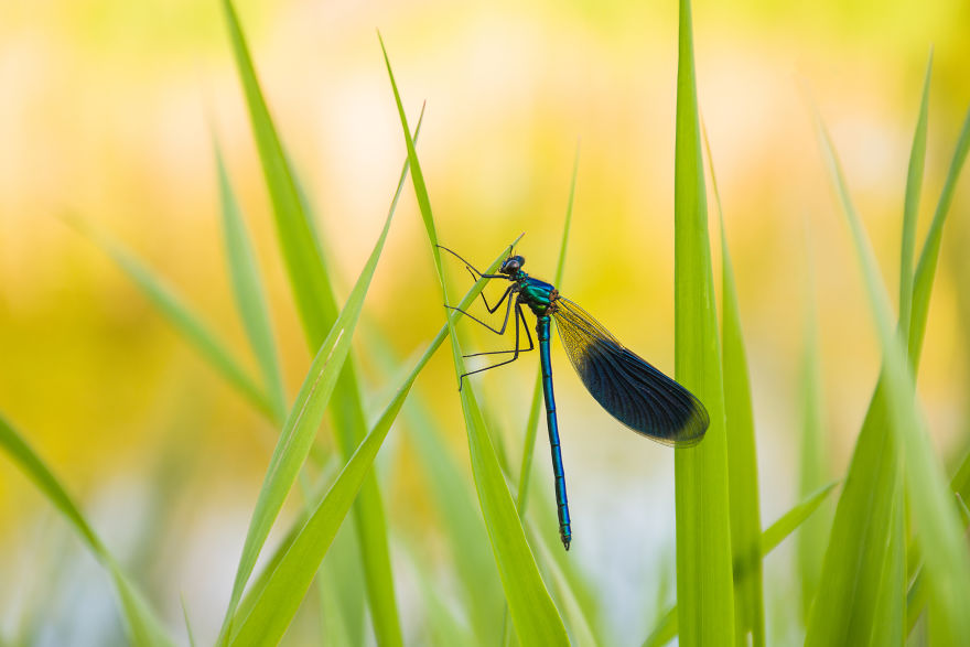 I Love Spring, I Watched Insects And Their Work.