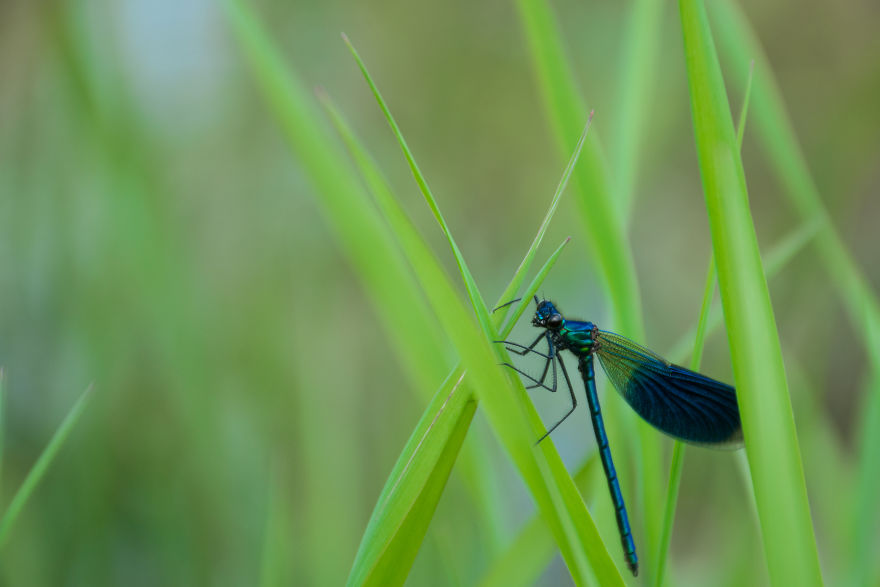 I Love Spring, I Watched Insects And Their Work.