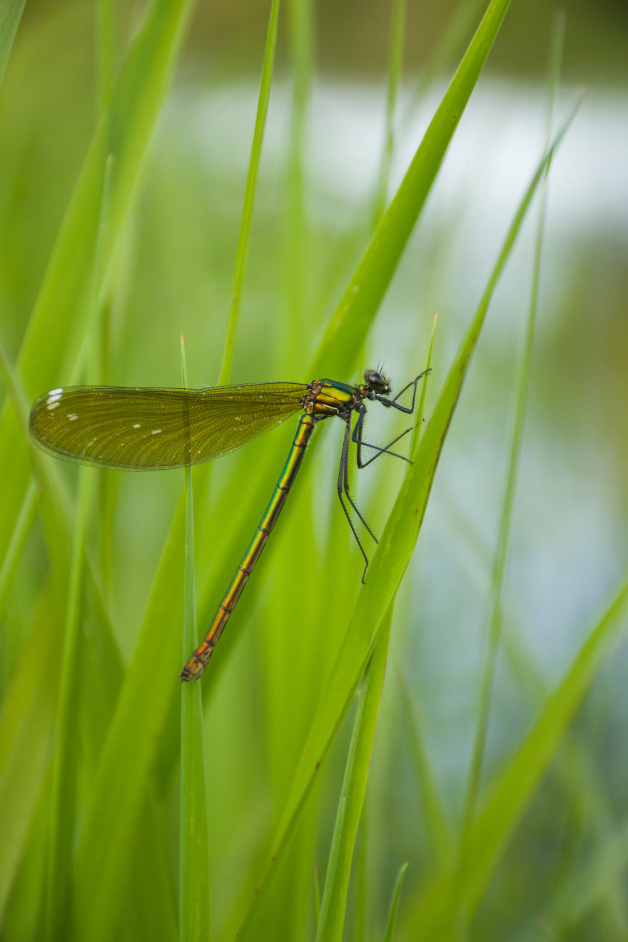 I Love Spring, I Watched Insects And Their Work.
