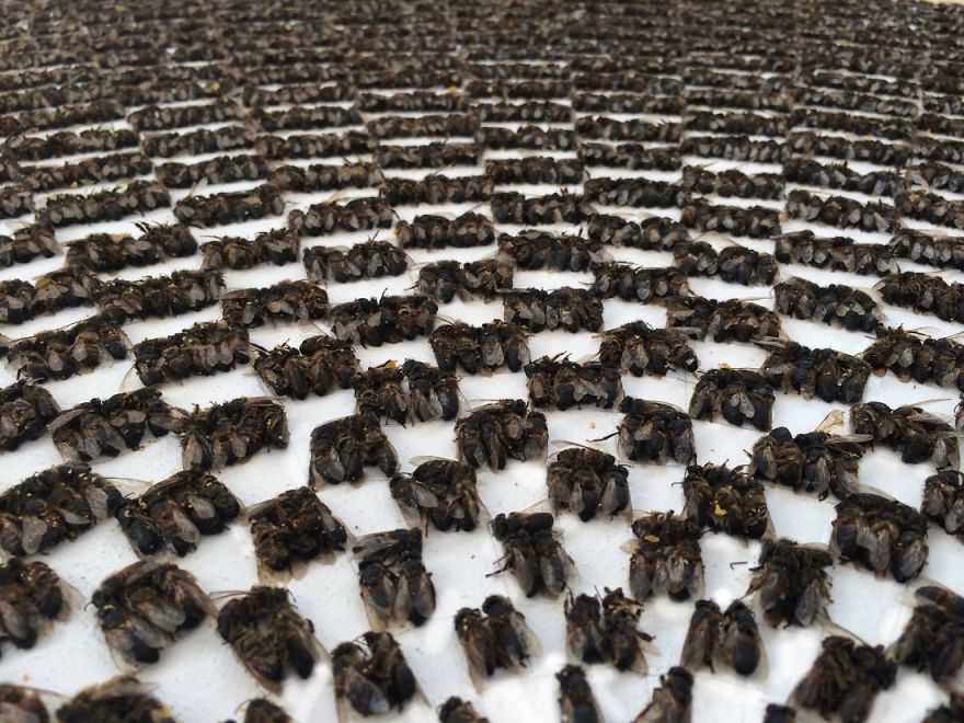 Why Am I Making Art From Thousands Of Dead Bees?
