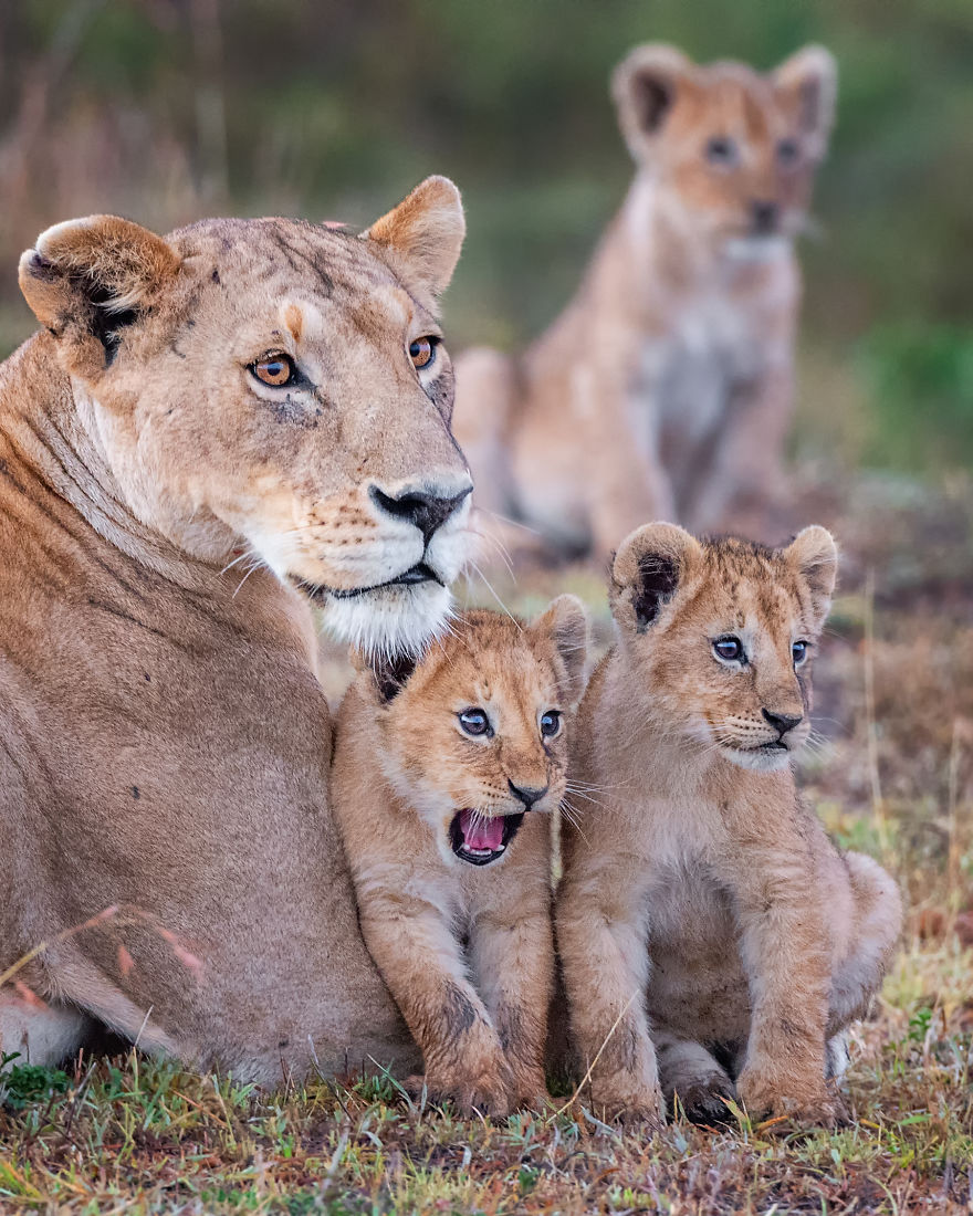 "Wowza!" Lion Cub, Masai Mara, Kenya