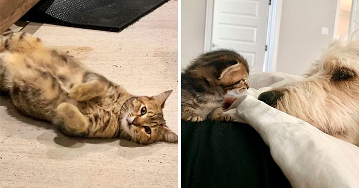 Woman Hilariously Documents Her Attempt To Take Care Of The Cat Who Wouldn’t Stop Visiting Her