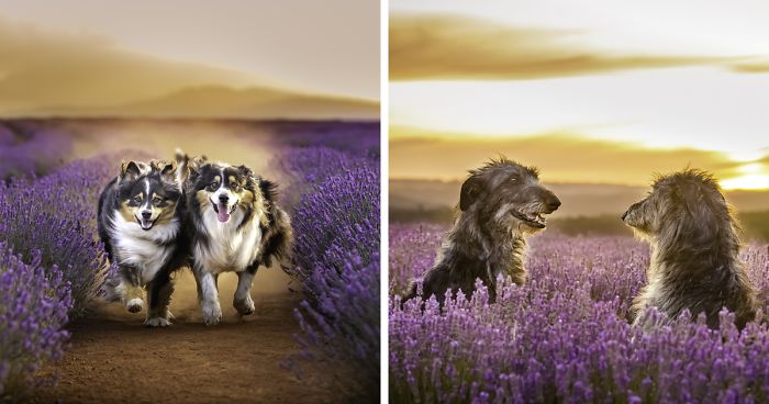 Every January, I Go To Blooming Lavender Fields In Tasmania To Take These Dreamy Photos Of Pets (100 Pics)