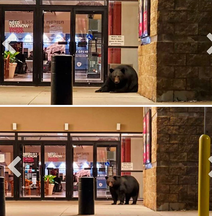 Duluth's Mall Is So Empty That A Bear Decided It Was A Good Napping Spot