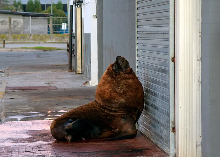 A Sea Lion Is Seen On A Sidewalk Of Mar Del Plata Harbour During The Lockdown