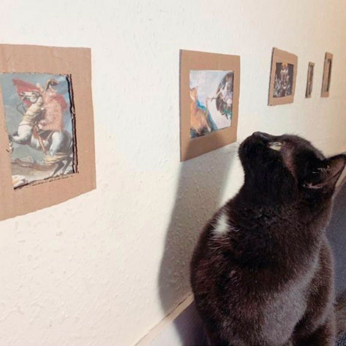 Cat Gets Injured And Can’t Leave Home So His Owner Makes Him Art Gallery To Cheer Him Up