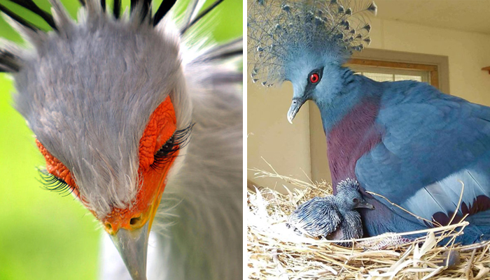 30 Extraordinarily Beautiful Birds You Might Not Have Heard About