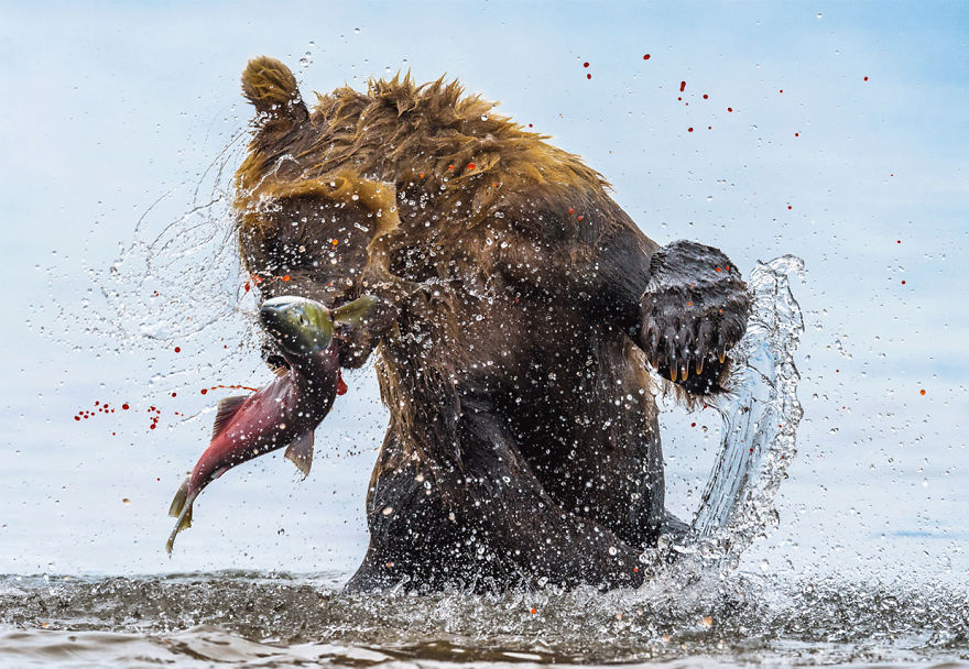Terrestrial Wildlife, Finalist: 'Bear-Spoilt Eggs' By Jon Langeland