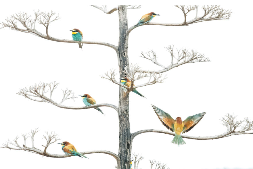 Winged Life, Finalist: 'The Bee Eaters And The Agave Flower' By Salvador Colvée Nebot
