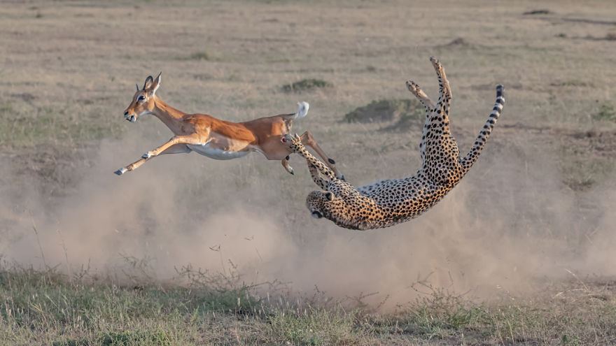 Terrestrial Wildlife, Winner: 'Cheetah Hunting In Maasai Mara' By Yi Liu