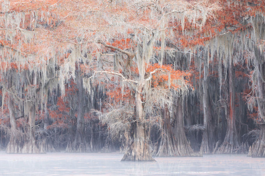 Landscapes, Waterscapes, And Flora, Finalist: 'Caddo' By Mauro Battistelli