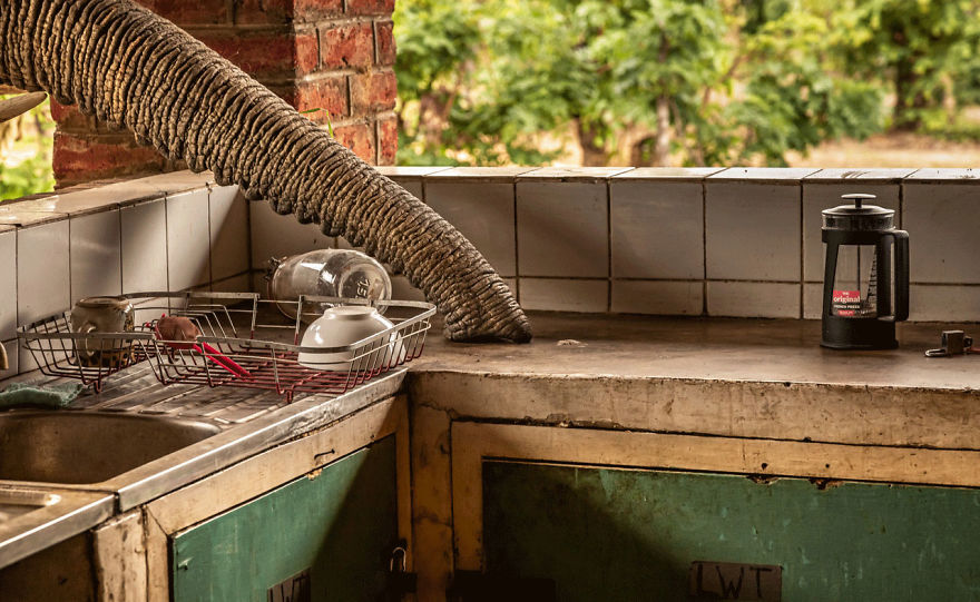 Human/Nature, Finalist: 'The Kitchen Elephant' By Gunther De Bruyne
