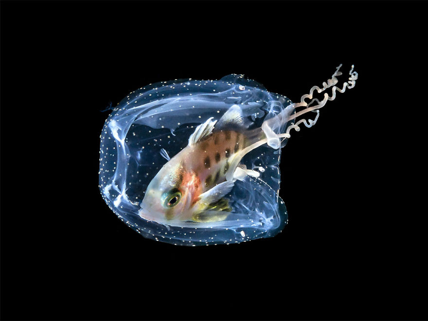 Aquatic Life, Finalist: 'Jellyfish' By Galice Hoarau