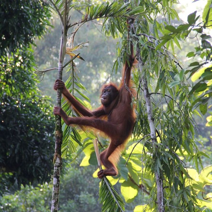 Why Borneo Is Amazing.