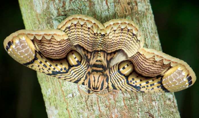 Wildlife Photographer Shares Mesmerizing Footage Of A Giant Brahmin Moth With Tiger Eye Wing Pattern