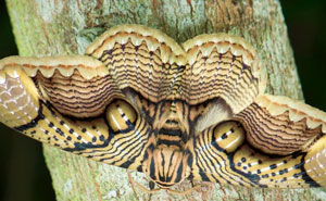 Wildlife Photographer Shares Mesmerizing Footage Of A Giant Brahmin Moth With Tiger Eye Wing Pattern