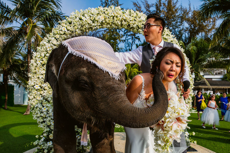 This Bride And Groom Trying To Love On This Baby Elephant