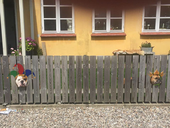 This Bulldog Loves Watching The Street Through A Hole, So His Owners Paint 2 Costumes On The Fence