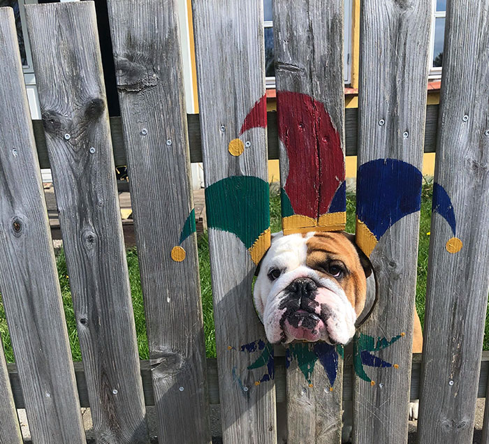This Bulldog Loves Watching The Street Through A Hole, So His Owners Paint 2 Costumes On The Fence