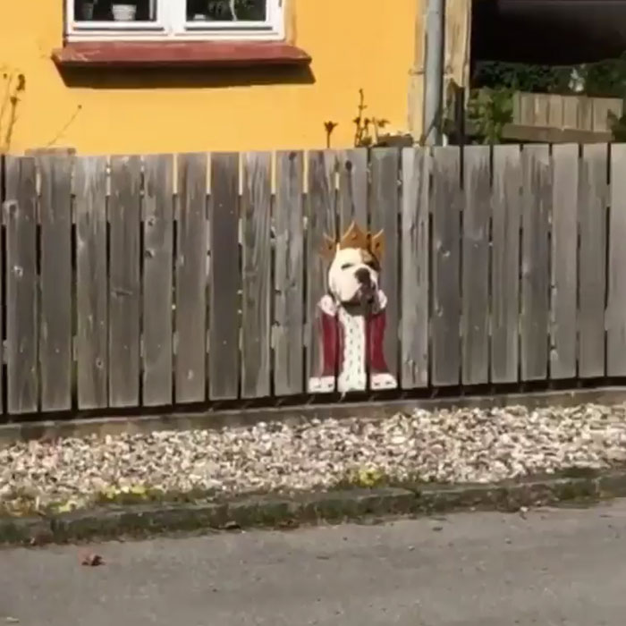 A este bulldog le encanta ver la calle por un agujero, así que sus dueños pintaron disfraces en la valla