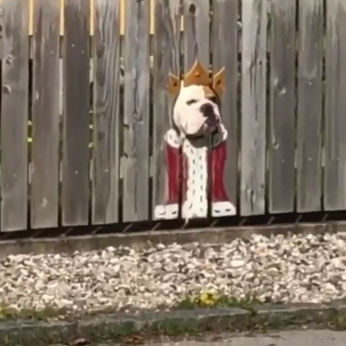 A este bulldog le encanta ver la calle por un agujero, así que sus dueños pintaron disfraces en la valla