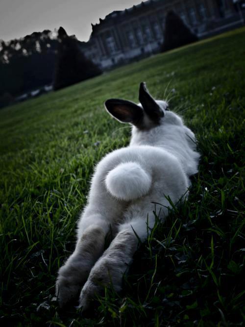 bunny-easter-grass-sexy-fluff-tail-5eb1fbc2b1453.jpg