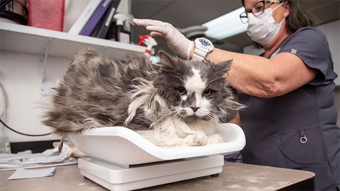 Arizona Humane Society Removes 2 Pounds Of Matted Fur From Fluffer The Cat, She Gets Adopted 2 Days Later
