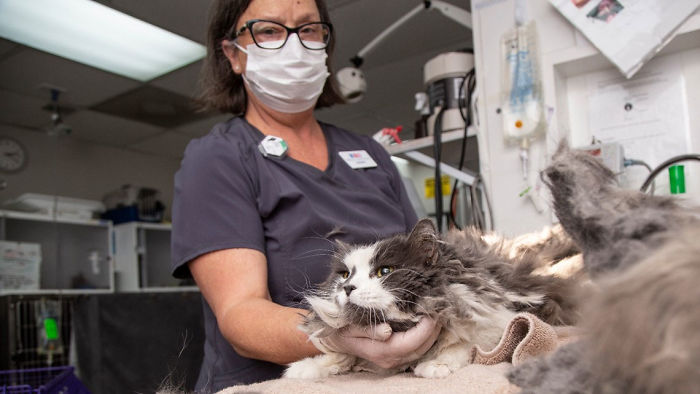 Arizona Humane Society Removes 2 Pounds Of Matted Fur From Fluffer The Cat, She Gets Adopted 2 Days Later