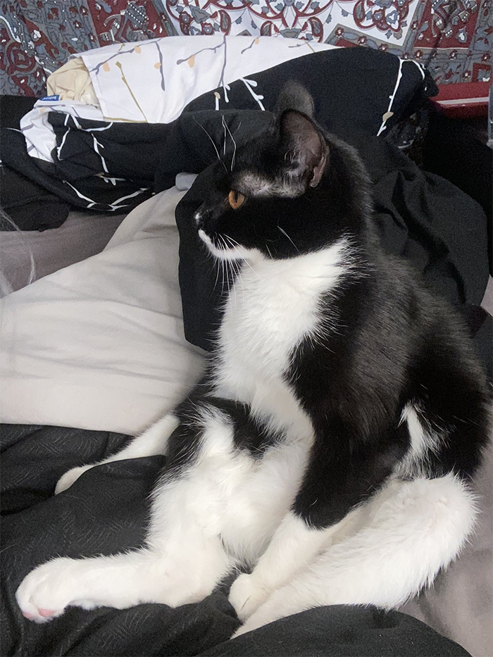My cat was literally sitting like this as I came across this thread lmao