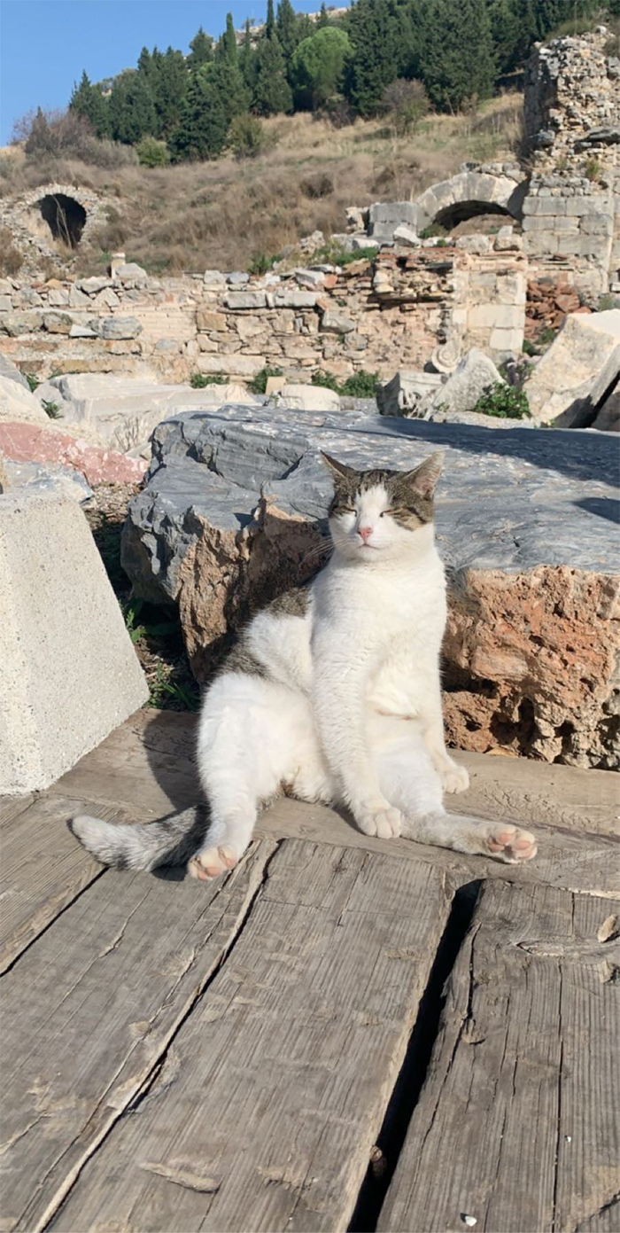 Cat chillin in Ephesus