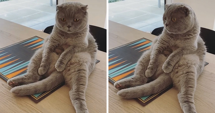 30 People On Twitter Share Pics Of Weirdo Cats Who Comfortably Sit In The Weirdest Positions