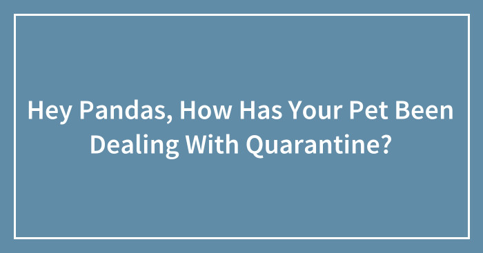 Hey Pandas, How Has Your Pet Been Dealing With Quarantine? (Ended)