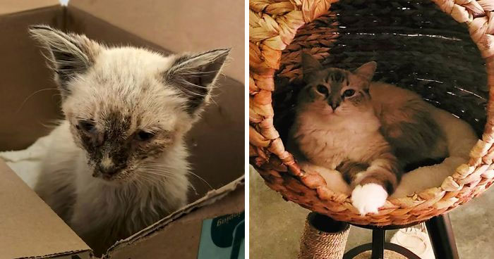 ‘Skin And Bones’: Stray Cat Gets Rescued, Finds A Loving Home, And Transforms Unrecognizably