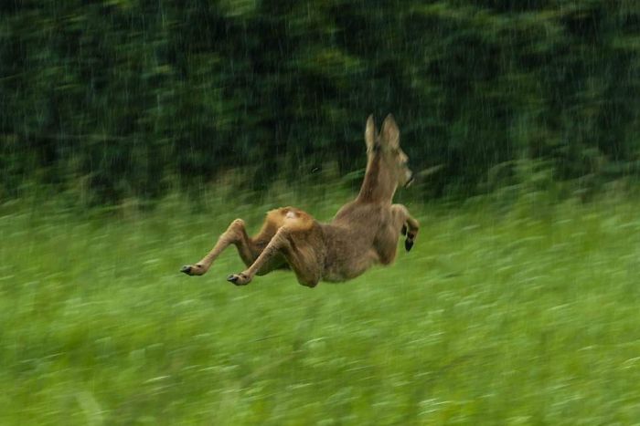 Intentando hacer una foto del ciervo bajo la lluvia, pero salió corriendo