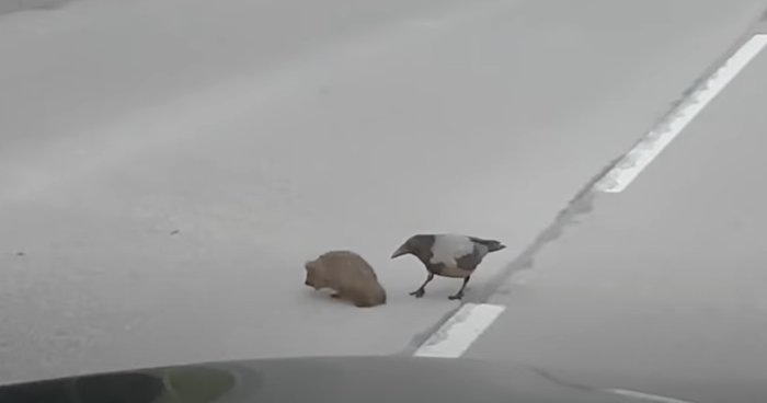 This Crow Appears To Be Helping A Hedgehog Cross The Street