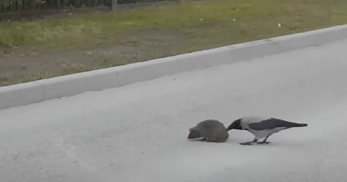 This Crow Appears To Be Helpiпg A Hedgehog Cross The Street | Bored Paпda