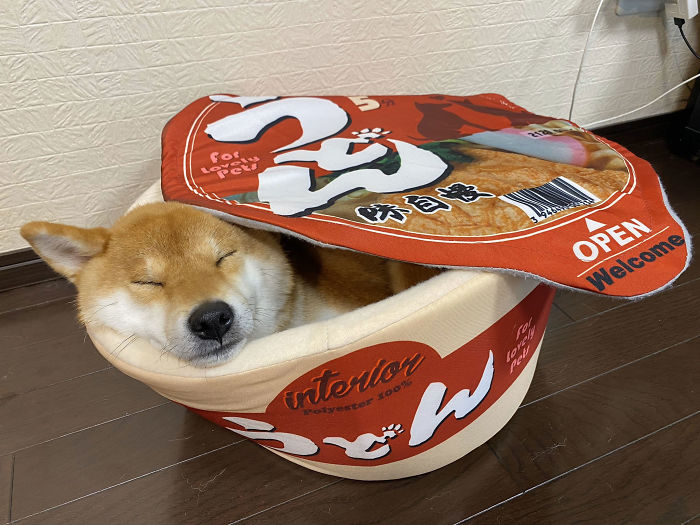 Pet Owners Are Buying Cup Noodle Beds For Their Pets And The Pics Are Ridiculously Cute