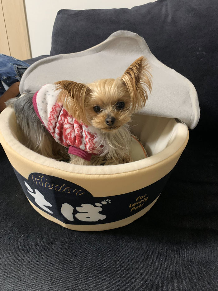 Pet Owners Are Buying Cup Noodle Beds For Their Pets And The Pics Are Ridiculously Cute