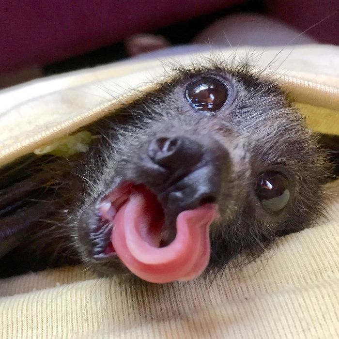 Cheeky Bat