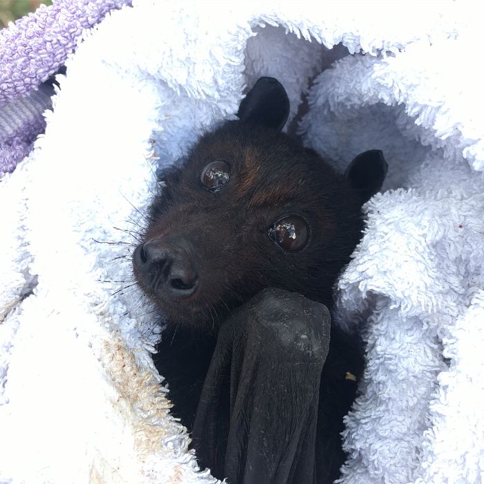 Cutest Bat