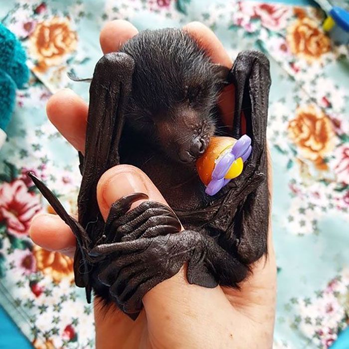 Tiny Baby Bat