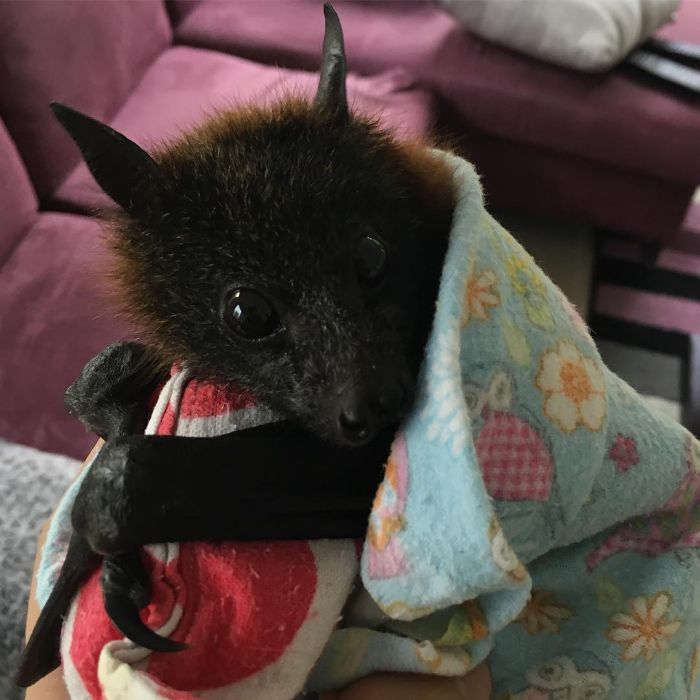 Cute Fluffy Bat