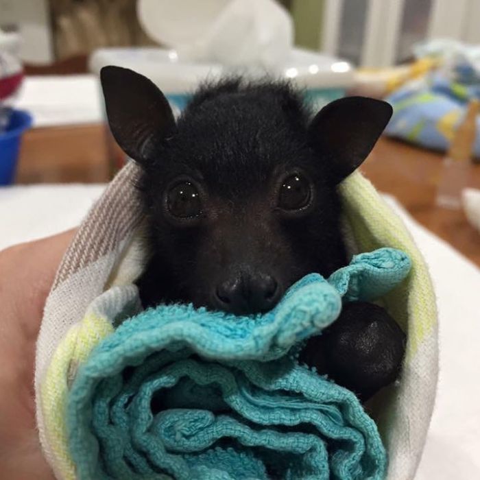 Baby Bat In Blanket